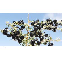 Northwest Chinese Dry Blackberry